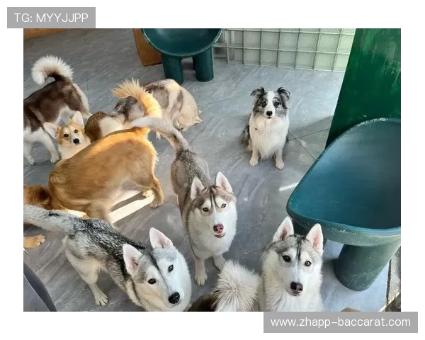 如何利用家中常见道具与猫咪互动玩游戏 提升宠物的智力和活力